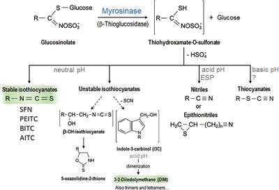 Frontiers Mechanisms Underlying Biological Effects Of Cruciferous